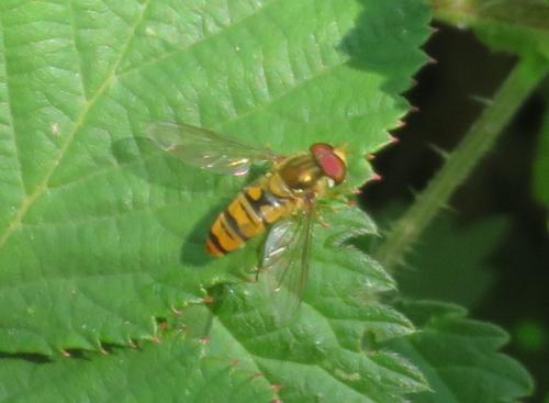 Episyrphus balteatus